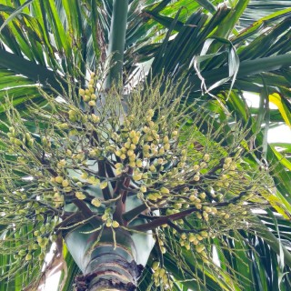 針對(duì)檳榔開花坐果期的具體管理方案（建議收藏）