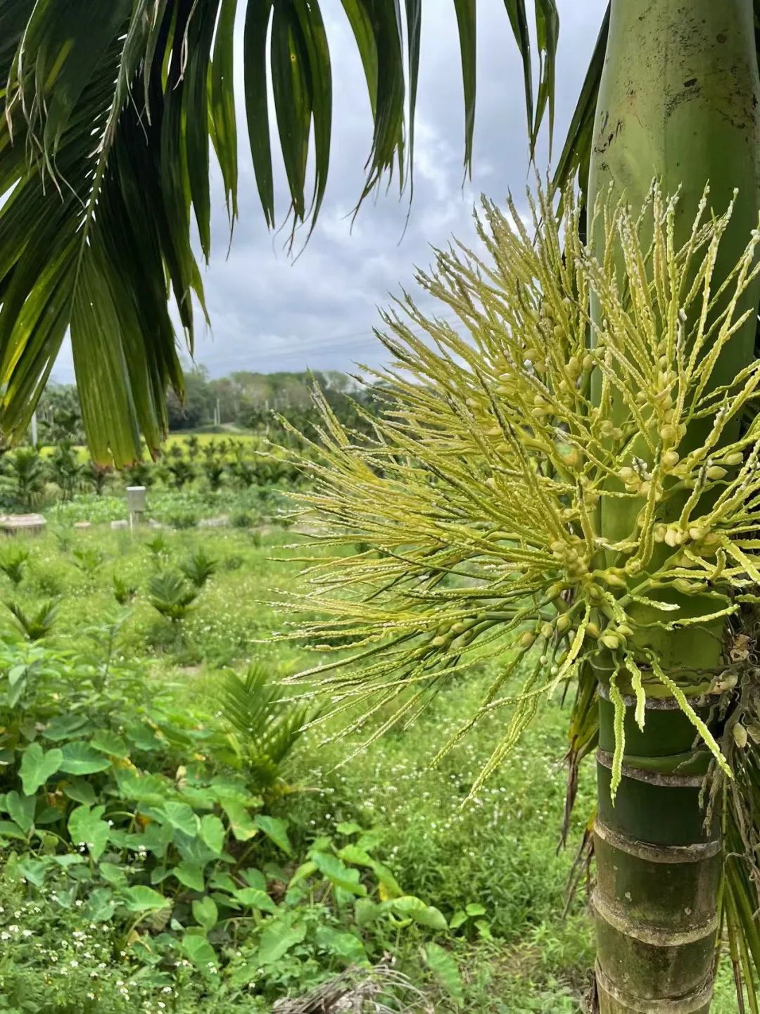 影響海南檳榔落果五大因素