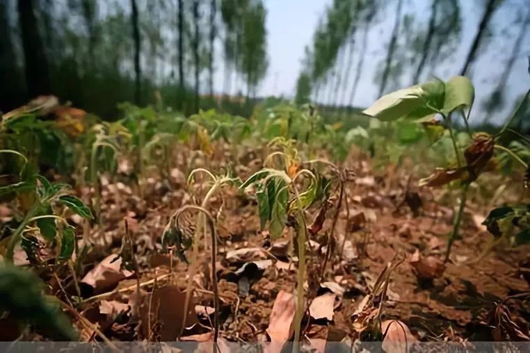 市面有機(jī)肥種類混雜，如何選擇適合自己的肥料？