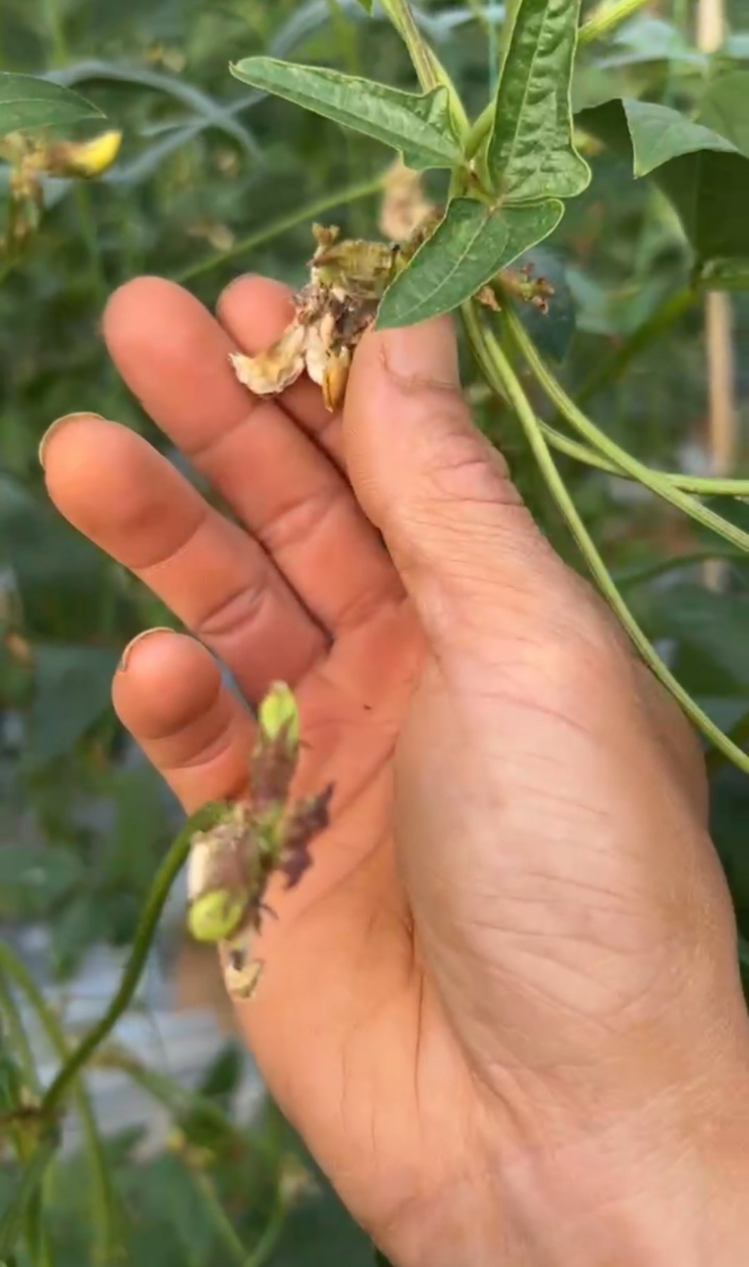 豆角敗花落花嚴(yán)重，什么原因？