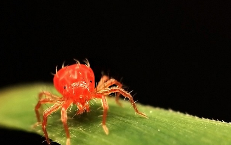 辣椒紅蜘蛛的防治