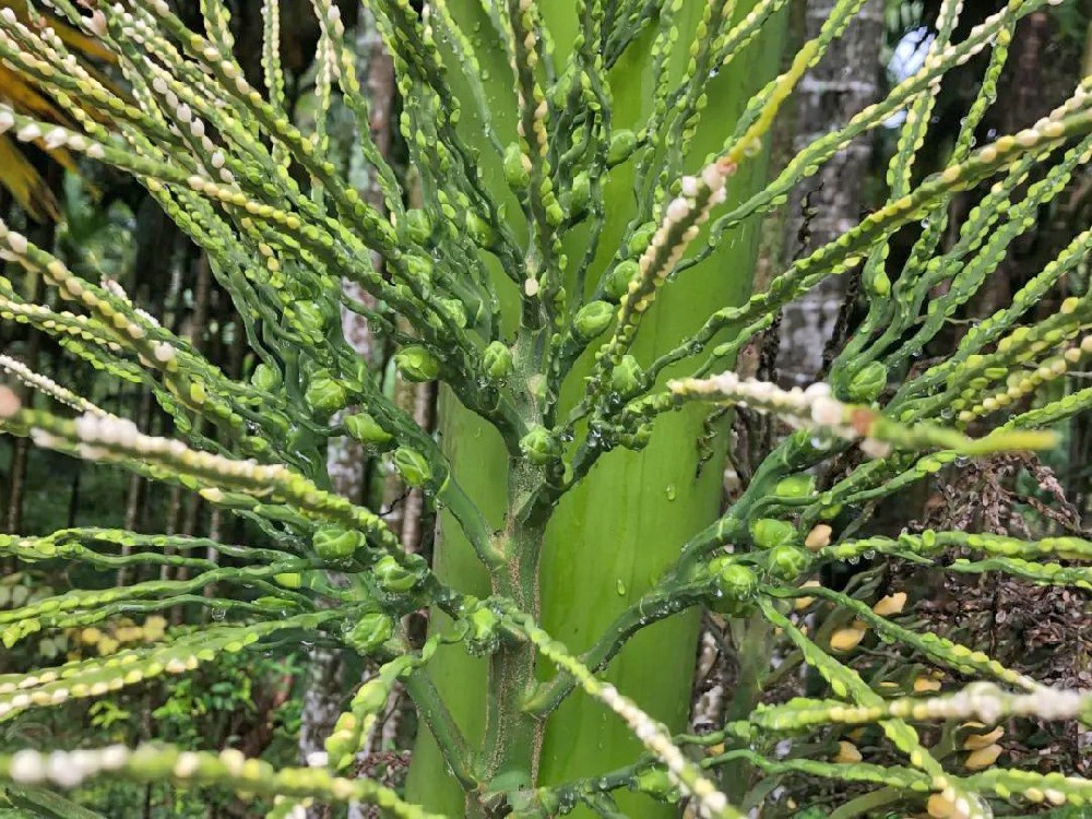 檳榔落花落果的原因是什么？如何防治？