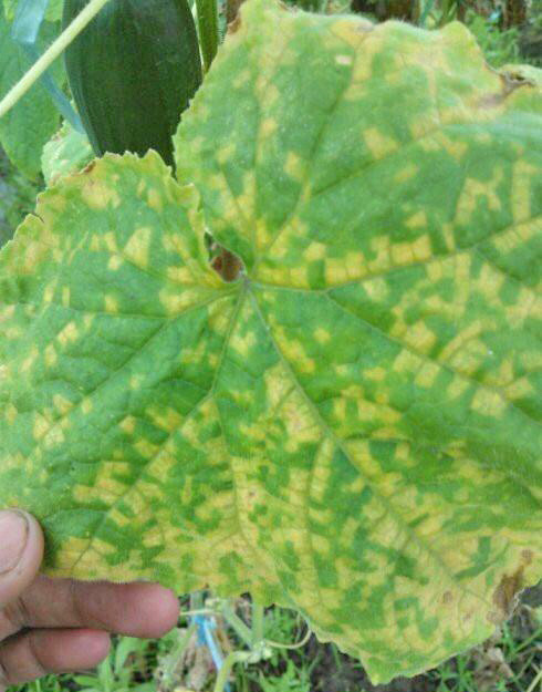 霜霉病容易并發(fā)角斑病，該如何防治？