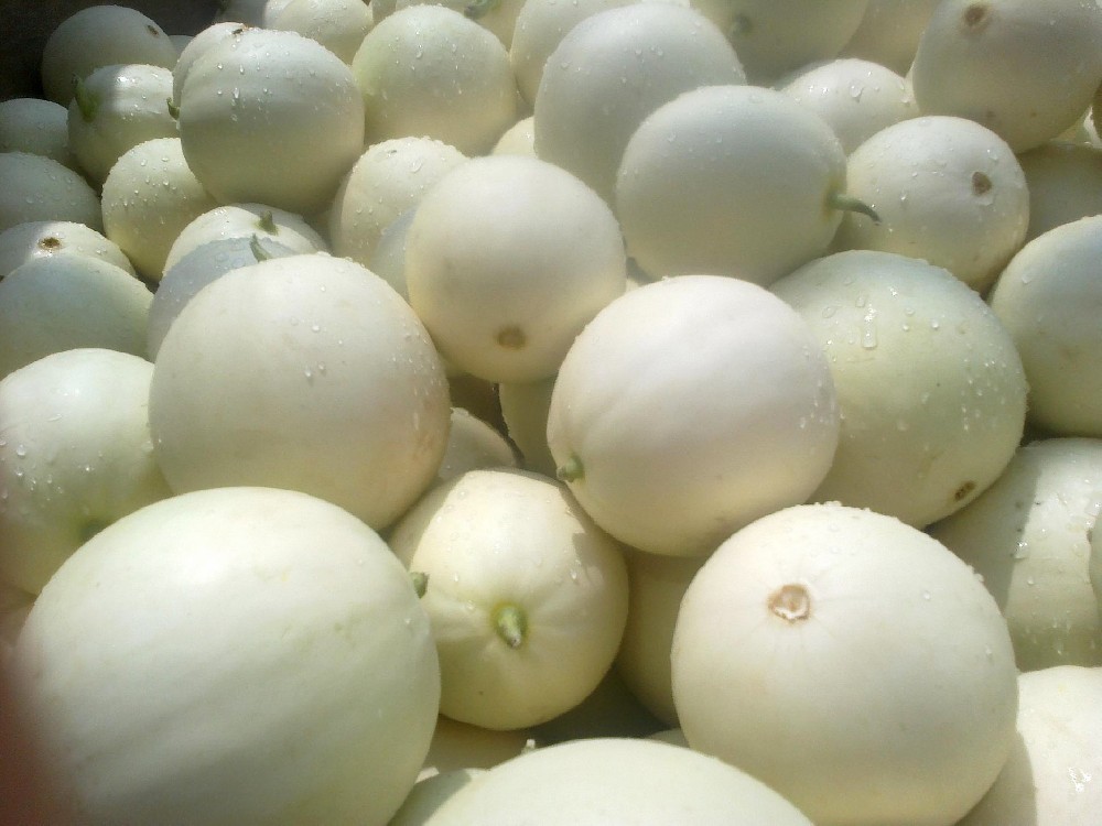 甜瓜熟了帶苦味是什么原因？如何預(yù)防？