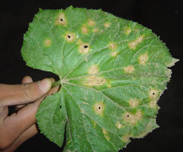 炭疽病感染葉片圖譜詳解