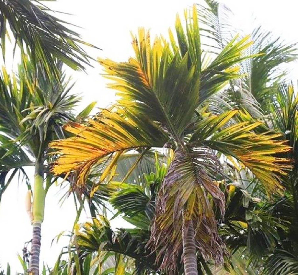 檳榔常見(jiàn)病害及癥狀，你知多少？