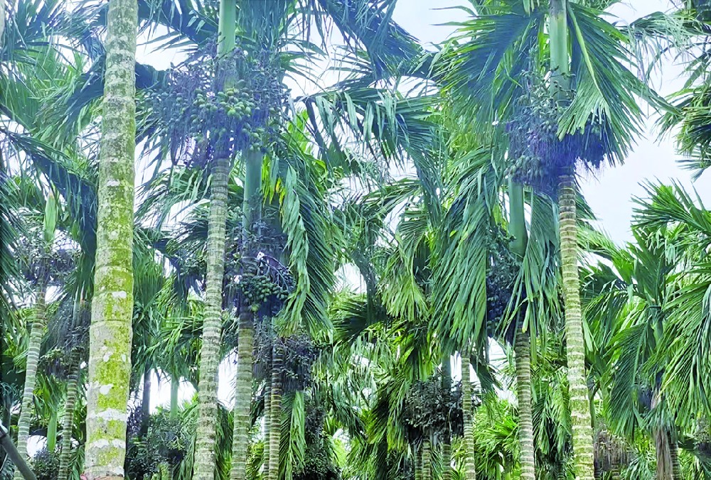 臺(tái)風(fēng)過(guò)后，如何讓檳榔植株迅速恢復(fù)長(zhǎng)勢(shì)