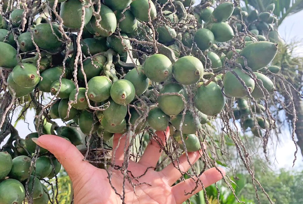 檳榔施肥技術標準化周年歷表