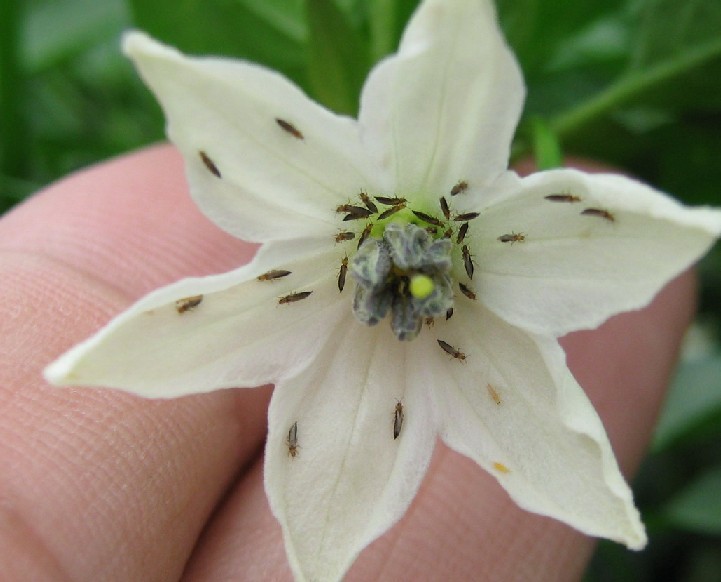 摸清薊馬的晝伏夜出習性，附實用藥劑配方和田間管理技巧！