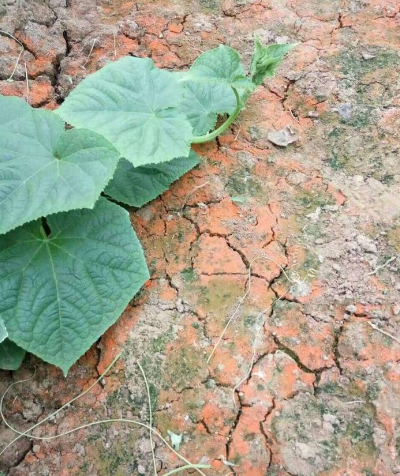 地里長(zhǎng)青苔、紅苔咋整？農(nóng)技員教你根治！