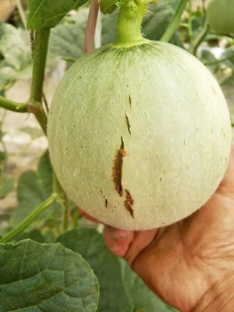 警惕！作物裂瓜裂果、臍腐病頻發(fā)，竟是缺了這些元素！