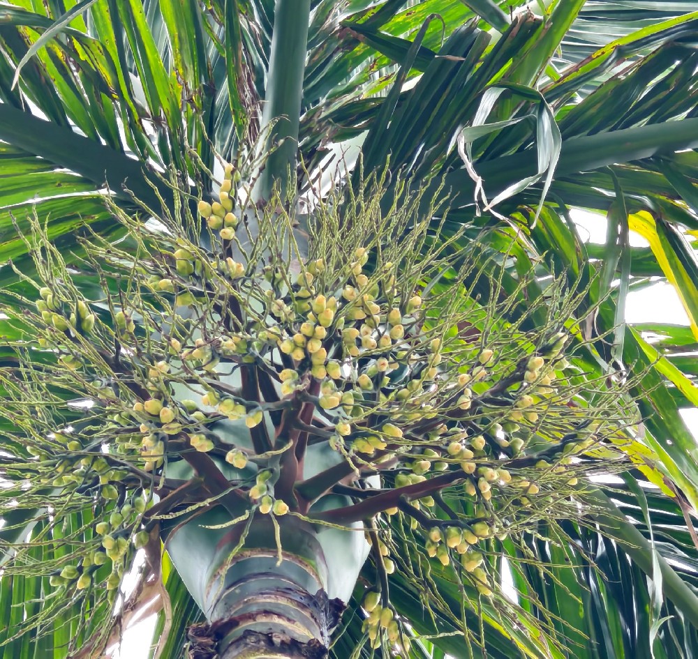 針對(duì)檳榔開(kāi)花坐果期的具體管理方案（建議收藏）