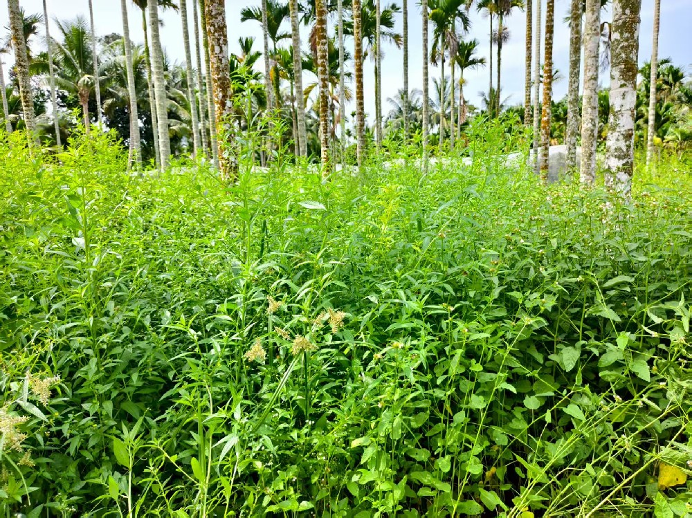 除草劑選不對？白花錢還傷作物！一文教你精準選用，對癥除草